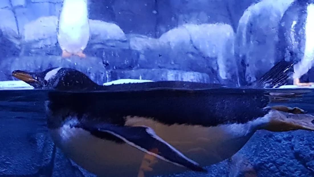 Antalya Aquarium Tour (from Side)